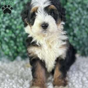 Copper, Mini Bernedoodle Puppy